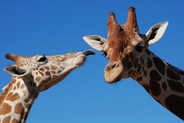 Res_4009369_giraffes